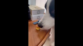 The Dog Drools Over the Cake