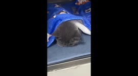 The Cat Is Unhappy After Sterilization