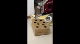 The Tabby Plays with Delivery Box