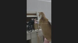 The Cat Beats the Hair Dryer