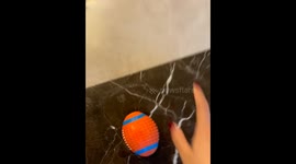The Dog Slips on the Floor