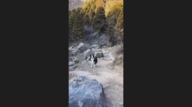 The Dog Climbs to Mountain Top