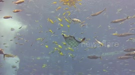 Fishes at Sanya Atlantis Aquarium