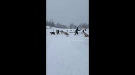 Dogsled