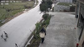 Girl Chased by Geese