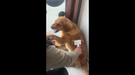 The Golden Retriever Resists Grooming