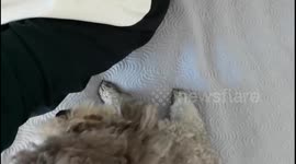 The Dog Interacts With Its Owner