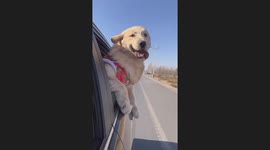 The Golden Retriever Enjoys the Breeze
