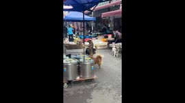 Dog Fight
