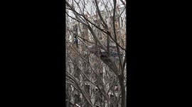 Magpie Steals Hangers to Build Nest