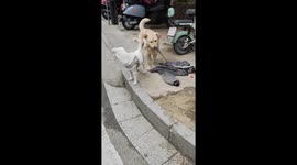 The Dog Bites the Rope to Free Its Friend