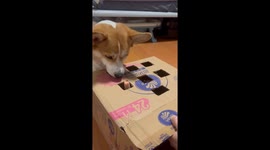 An Impatient Corgi