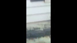 This is Extorestrials all the way and there not what you think these are different I recorded this frome my living room back in January whatch how the TV jumps when the little being blinks or spins his head around in my windowsill