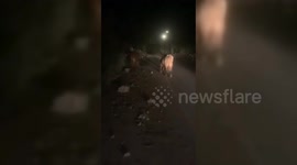 Lebanon: Israeli Army Releases Herd of Cows into Southern Lebanon Towns