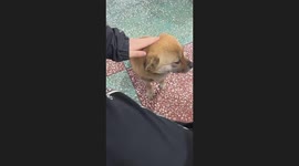 The Dog Encourages Petting Its Head