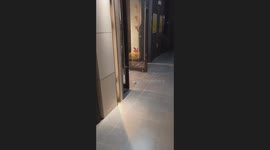 The Tabby Rings Bell to Welcome the Guest