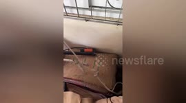 Wildlife rescuers use stretcher to haul giant monitor lizard out of house