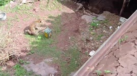 Panic sparks in village as wild leopard enters village, rescued safely