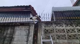 Rescue team saves hapless stray cat impaled on iron railings