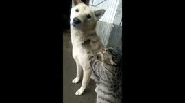 The Tabby Paws the Dog