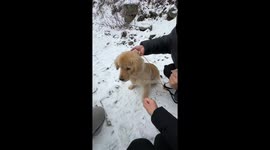The Golden Retriever Loses Game and Gets Punished