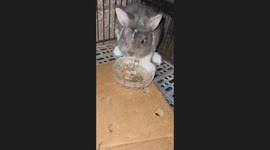 The Rabbit Prefers Paper Over Food