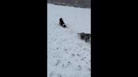 Two Border Collies Play Tug-of-War in Snow
