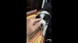 The Border Collie Falls off the Sofa