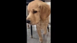 The Golden Retriever Has a Glowing Light in Its Mouth