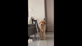 The Golden Retriever Has a Glowing Light in Its Mouth