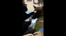 The Dog Keeps Sniffing at the Paw of the Cat
