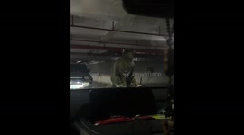 The Tabby Is Startled