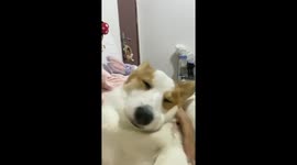 The Corgi Leaps at Mealtime