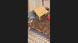The Parrot Knocks Over Its Bowl