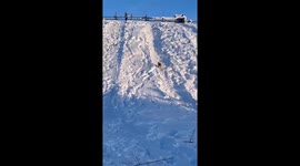 The Corgi Falls Into a Backflip