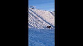 The Corgi Falls Into a Backflip