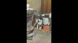 The Cat and the Dog Play With Each Other