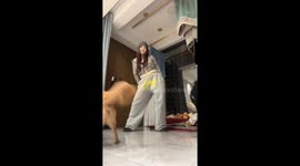 Two Dogs Steal the Spotlight