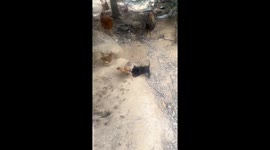 A Fight between Livestock