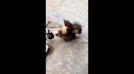 Myna Fights with Chicken