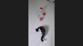 Cat Destroys Water Fountain