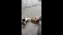 The Dog Is Bitten by a Tortoise