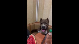 Dog Sits and Smiles Next to a Watermelon