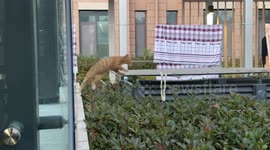 The Cat Falls Into the Grass