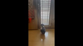 The Cow-patterned Cat Opens the Door by Itself