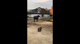 A Dog Adapts a Defensive Posture to a Cow