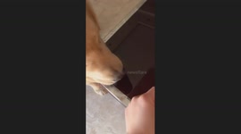 The Golden Retriever Eats Air