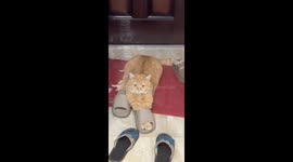 Puss in Slippers