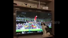 Cat watches Olympic Games