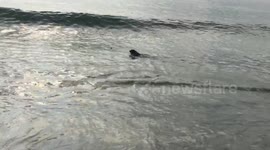 Dog body surfs like a boss
